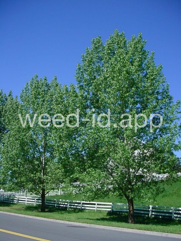 cottonwood, plains